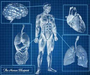 The Human Blueprint concept